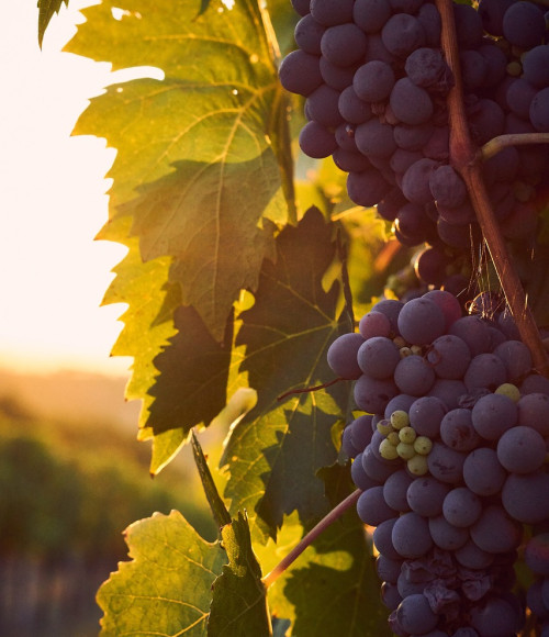 © Pixaybay/felix w | vines | 